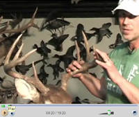 Fixing Broken Antlers On A Deer Mount