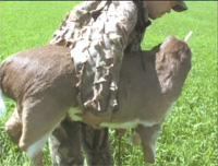 Making a deer decoy out of a real deer hide -The Deercoy