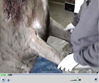 Caping A Deer For A Shoulder Mount